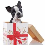 Los animales de compañía son un clásico de cada año en las cartas a los Reyes Magos