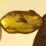 Una mosca de hace 40 millones de años encapsulada en ámbar/AP