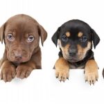 Ya tenemos al cachorro en casa. ¿Y ahora qué cuidados necesita?