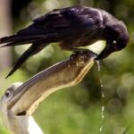 Un cuervo sediento en un parque de Tokio