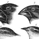 Cómo se adaptan al medio los pinzones de Darwin