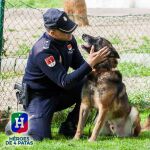 Cuarenta «héroes» jubilados de 4 patas encuentran un hogar de acogida