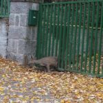 Rescatan en Guadarrama a un corzo que se quedó atrapado entre los barrotes de una puerta metálica