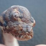 Imagen de la serpiente de tres ojos encontrada