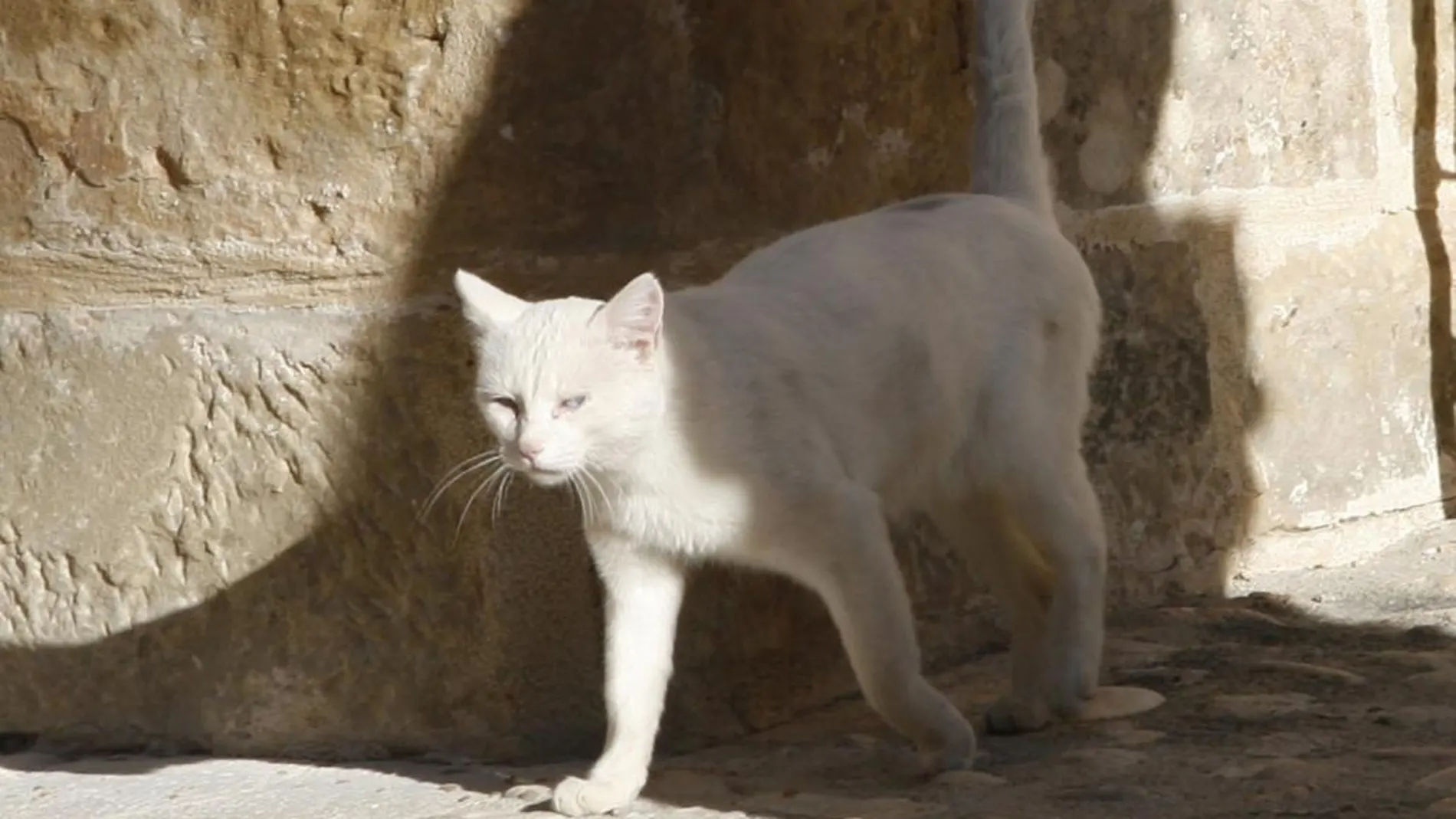 Imagen de archivo de un gato.