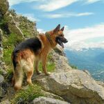 Su mascota no puede heredar