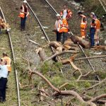 Varios operarios retiran el árbol causante del accidente
