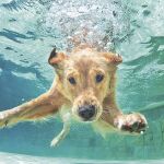 Todos a la piscina