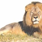 Los animales grandes, los más amenazados por la caza