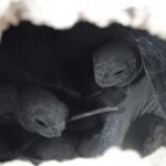 Fotografía cedida por el Parque Nacional Galápagos y fechada el 31 de julio de 2016, muestra dos tortugas de corta edad, en la Isla Pinzón (Ecuador)