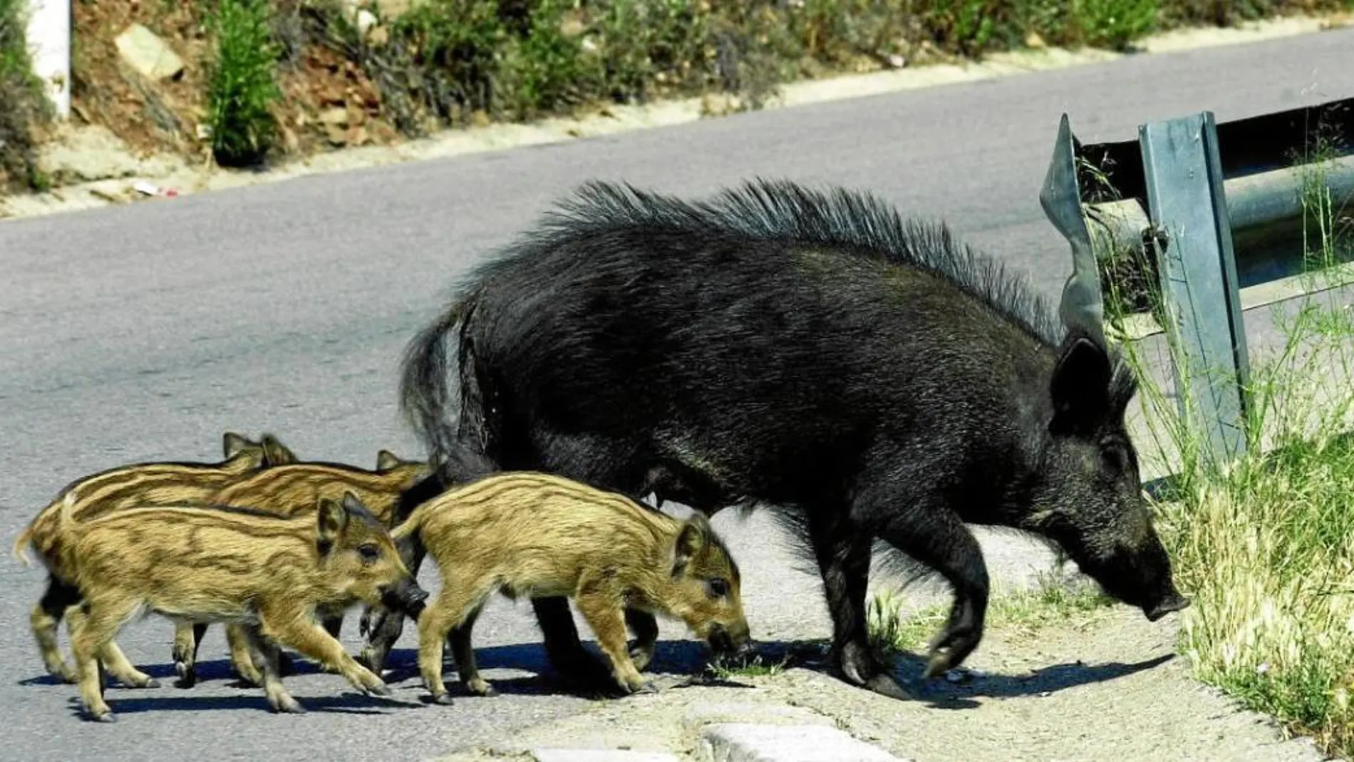 Una familia de jabalís camina en grupo por una carretera española