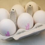 España sigue sin estar afectada por la distribución de huevos contaminados