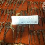 Cuatro personas investigadas, intervenidos 186 caballitos de mar secos y 40 kilos de animales secos de origen marino, todo ello resultado de una inspección a un local del distrito de Usera.