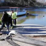 El lago será vaciado para la limpieza y remodelación de todo el entorno. En vaciados anteriores, o similares, como el del estanque del Retiro, los animales fuieron capturados previamente y trasladados aladepuradora de Viveros de la Villa