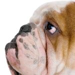 El bulldog inglés, en grave peligro