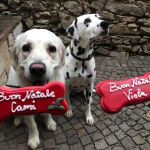 «Canettone» y «Candoro»: los dulces navideños para perros