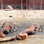 Elefantes tomando frutas heladas en Terra Natura