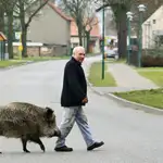 Los jabalíes que se encuentren en el entorno urbano serán capturados por una empresa contratada por el Ayuntamiento de Madrid