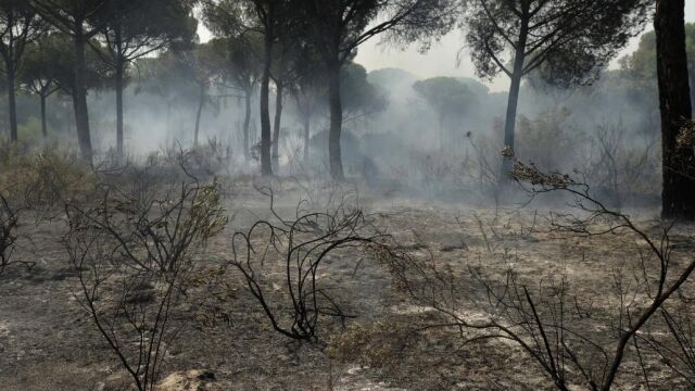 El fuego que arrancó en el término municipal de Moguer arrasó casi 8.500 hectáreas
