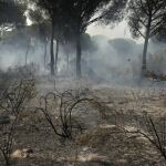 El fuego que arrancó en el término municipal de Moguer arrasó casi 8.500 hectáreas