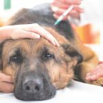 Los veterinarios alertan también sobre la llegada de las franquicias que pone en peligro el sector