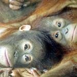 Dos bebés orangután en Borneo