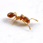 En la imagen, un ejemplar de hormiga ladrona (’Solenopsis molesta’) | Fotografía de archivo