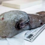 Imagen facilitada por Museums Victoria and Marine National de una de las mas de cien especies de peces de las profundidades oceánicas, algunas de ellas sin rostro, otras muy raras y posiblemente desconocidas, recolectadas el año pasado por una expedición científica australiana en una zona abisal, a unos 4.800 metros de profundidad