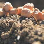 Garbanzos: El cocido recupera dos variedades autóctonas de Madrid