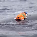 La pequeña cámara instalada en uno de los ejemplares de ballena minke