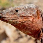 Lagarto gigante de Gran Canaria (Gallotia stehlini) / Pedro Jordano