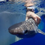 Una cría de tiburón ojos de vaca hallada en la costa de Belice. / Ivy Baremore/MarAlliance