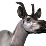 Reconstruccion de Decennatherim rex / Óscar Sanisidro