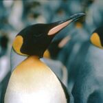 Varios ejemplares de pingüino rey en la Antártida