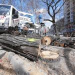 Varios operarios trabajan desde ayer de forma coordinada para talar y recoger los troncos para minimizar las molestias