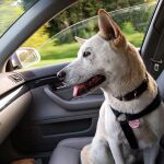 ¿Sabrías qué hacer con tu mascota en un accidente de coche?