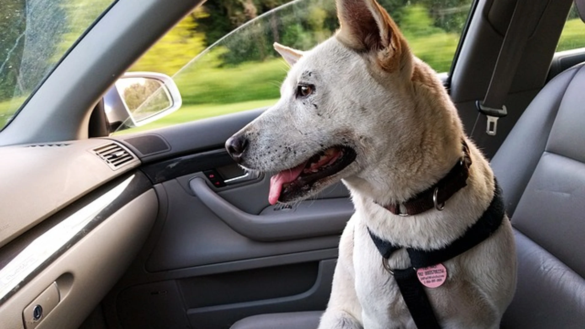 ¿Sabrías qué hacer con tu mascota en un accidente de coche?