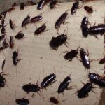 Con el calor y la humedad las cucarachas proliferan y abandonan su hábitat natural en busca de nuevos cobijos en los que encuentren agua, alimento y una óptima temperatura