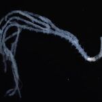 El gusano Ramisyllis multicaudata