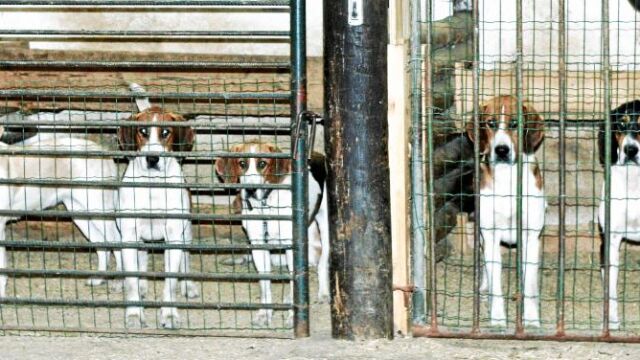 Cientos de cachorros se encuentran en instalaciones que no cuentan con las normas básicas de higiene / Dreamstime