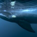 Una ballena bajo el agua