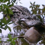 El aligátor captura un tiburón nodriza en el Darling National Wildlife Refuge en Florida. / U.S. Fish and Wildlife Service J.N