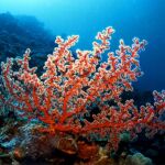 Los arrecifes de coral sufren las consecuencias de la acidificación del agua de los océanos