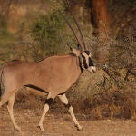 El órice beisa es una de las especies amenazadas/ Steve Garvie