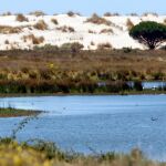 Humedal en Doñana. EFE/Eduardo Abad