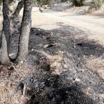 El paraje quemado en Navas, donde los Bomberos registraron siete focos distintos, está situado en una zona frecuentada por senderistas. Se trata de un camino forestal a la altura del kilómetro 42 de la M-501
