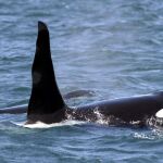 Una pareja de orcas / AP