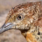 Un ejemplar de torillo andaluz / SEO Bird Life