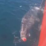 El tiburón intenta alejarse tras serle amputada la cola