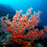 Corales cerca de la costa de Filipinas / AP